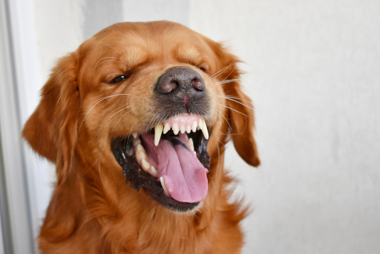 ゴールデンレトリーバー,演技