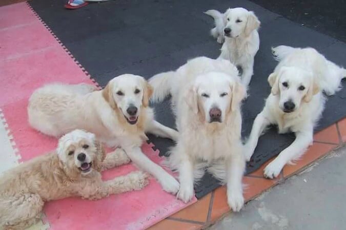 ゴールデンレトリーバー,トレーナー