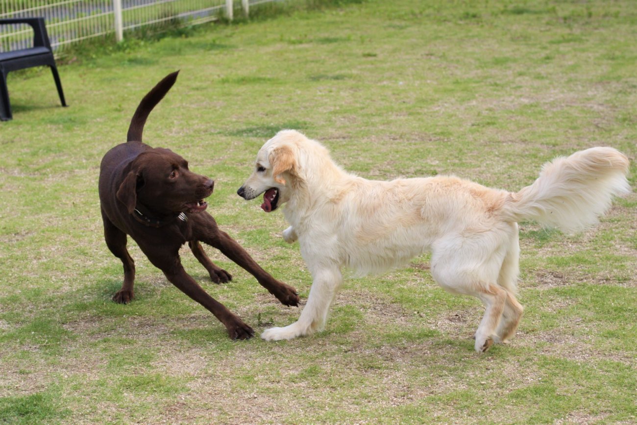 ゴールデンレトリーバー,トレーナー