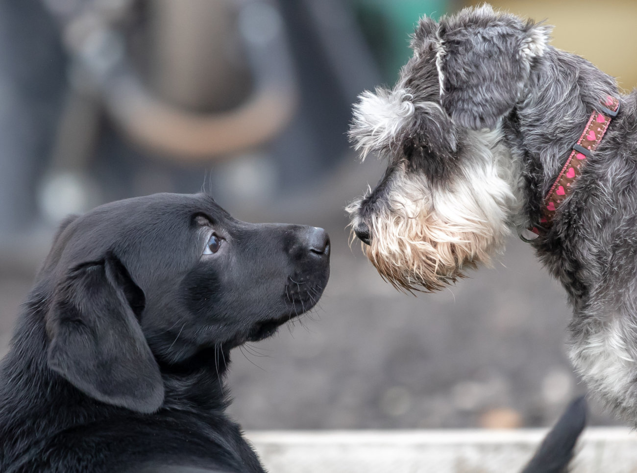 レトリーバー,アイコンタクト