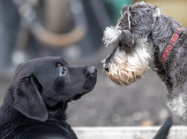 レトリーバー,アイコンタクト