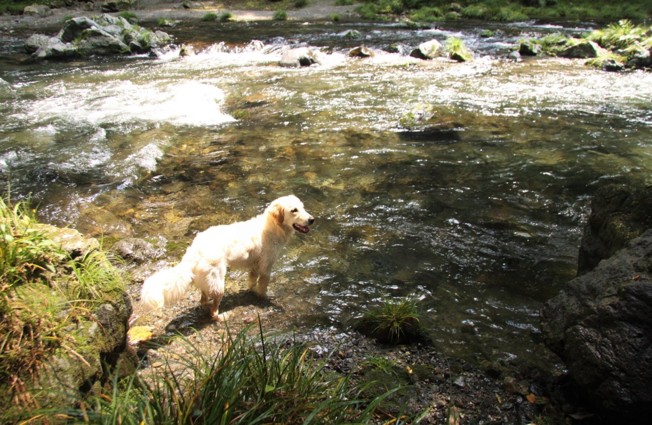 ゴールデンレトリーバー,トレーナー