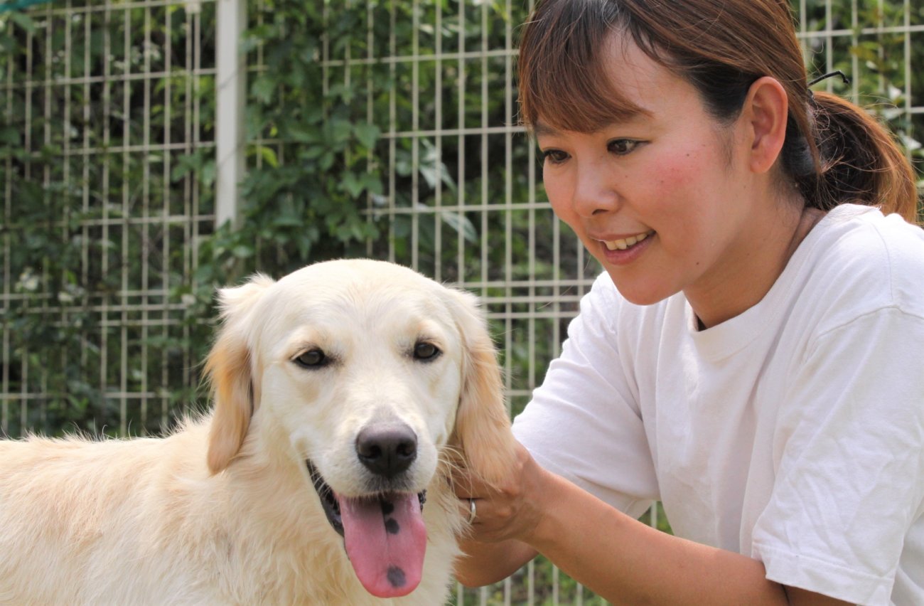 ゴールデンレトリーバー,トレーナー