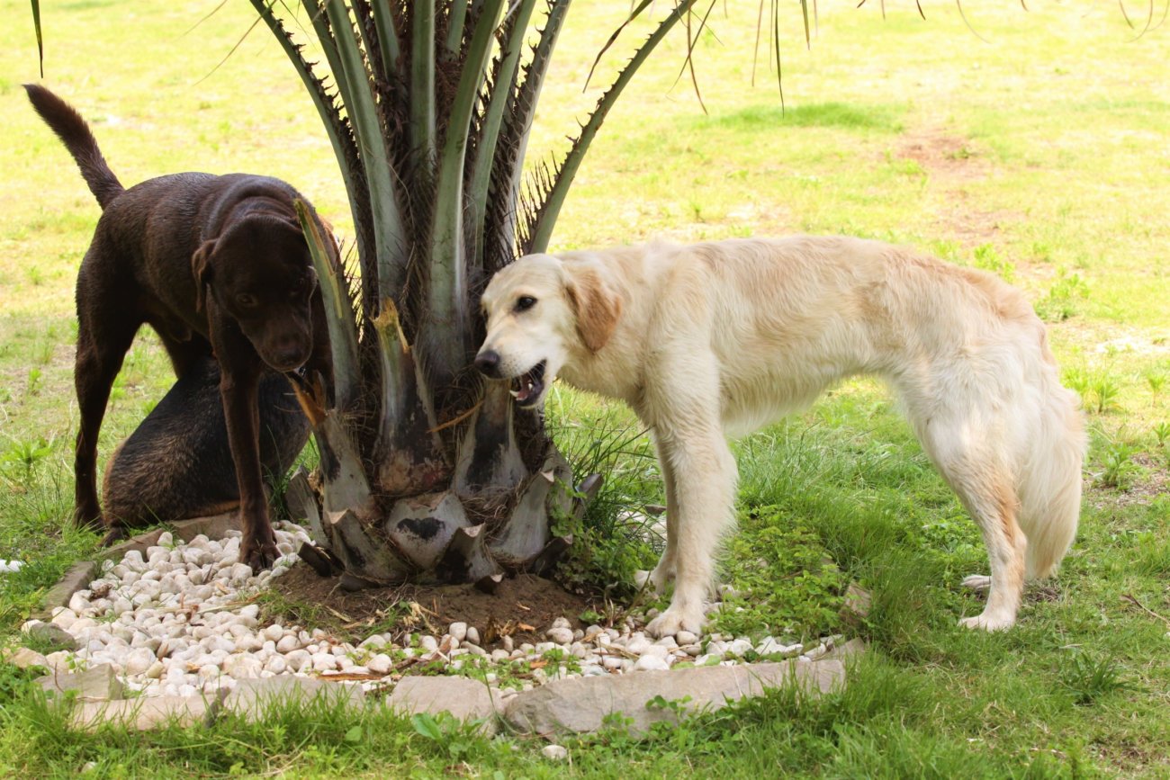 ゴールデンレトリーバー,トレーナー