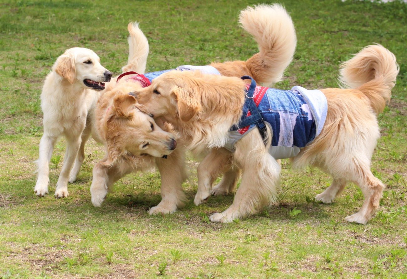 ゴールデンレトリーバー,トレーナー