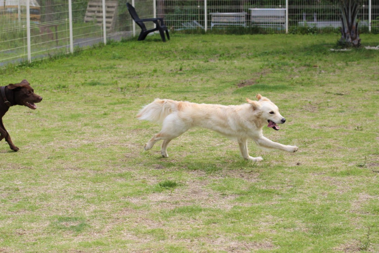 ゴールデンレトリーバー,トレーナー