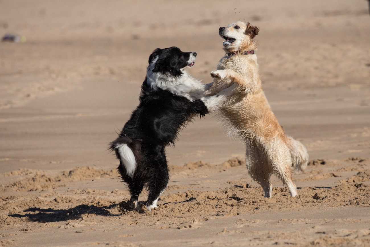 レトリーバー,トレーニング