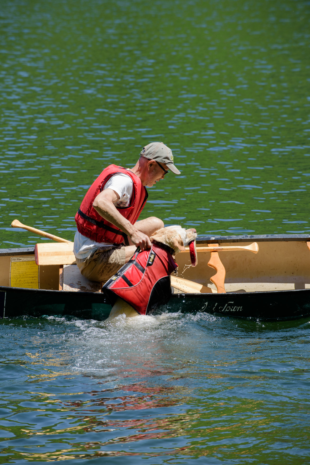 レトリーバー,夏遊び