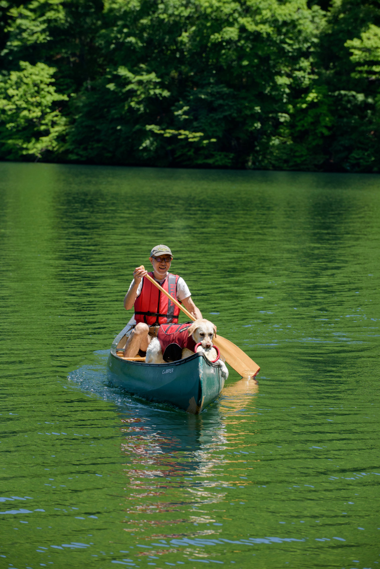 レトリーバー,夏遊び
