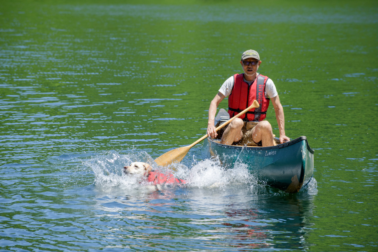 レトリーバー,夏遊び
