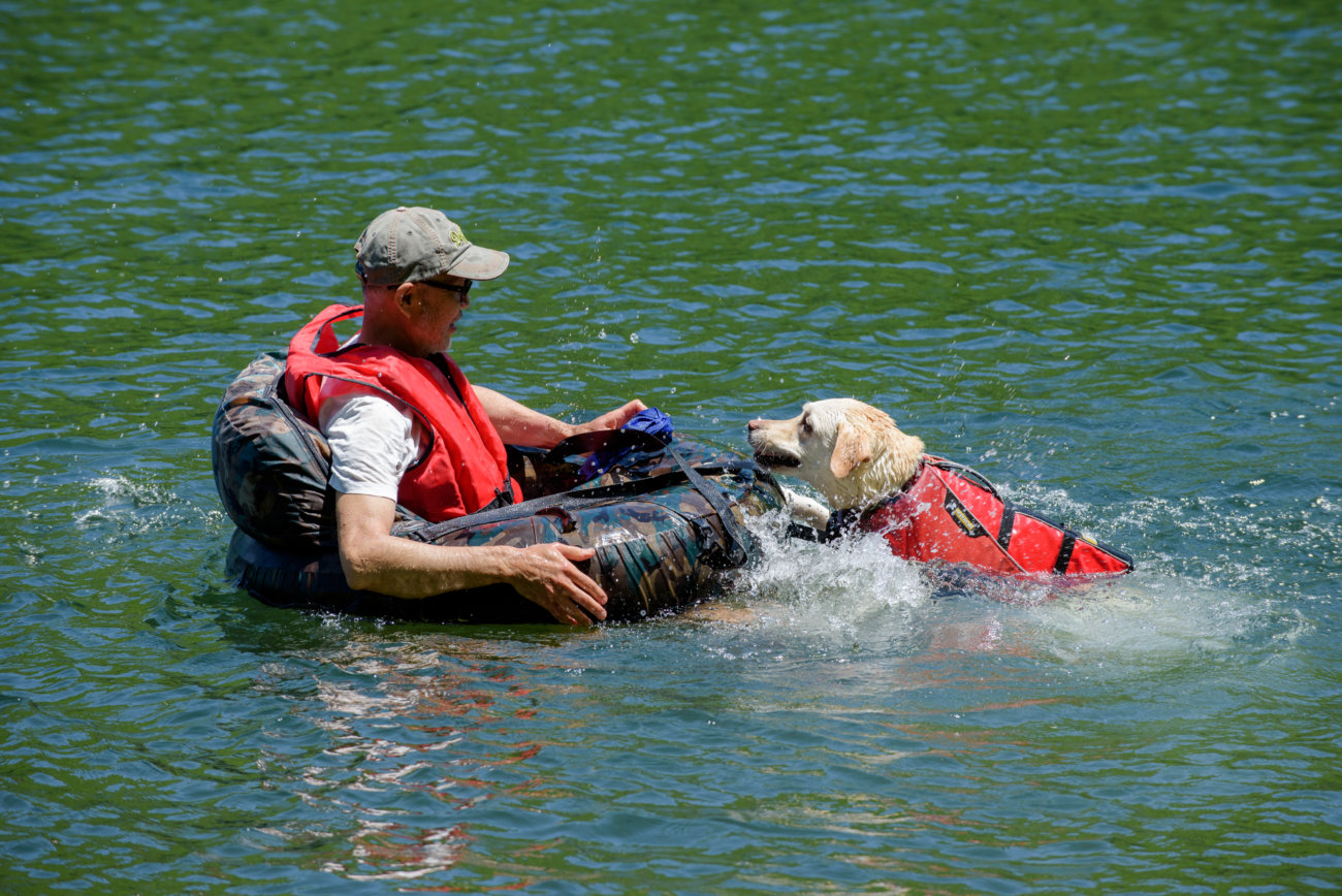 レトリーバー,夏遊び