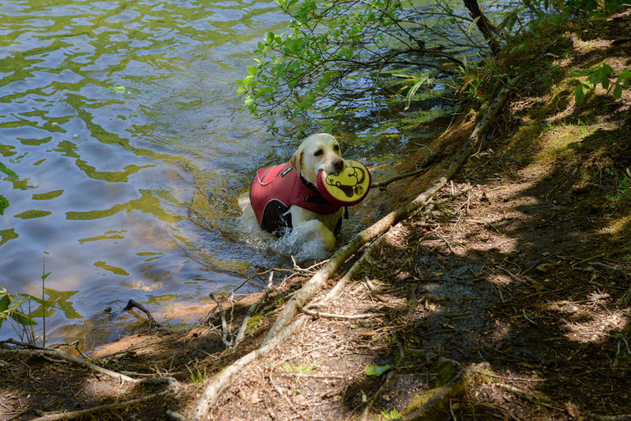 レトリーバー,夏遊び