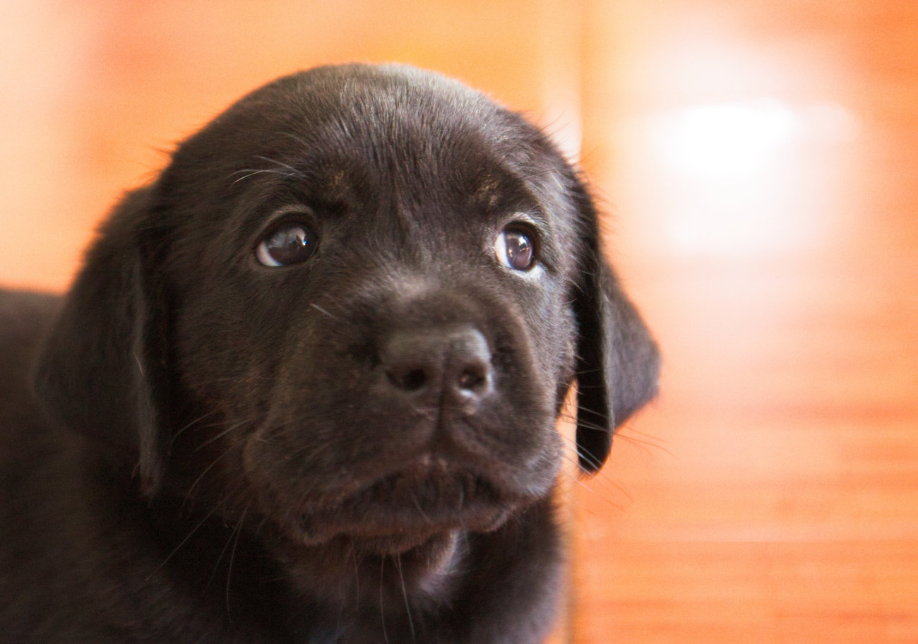 レトリーバー,アイコンタクト