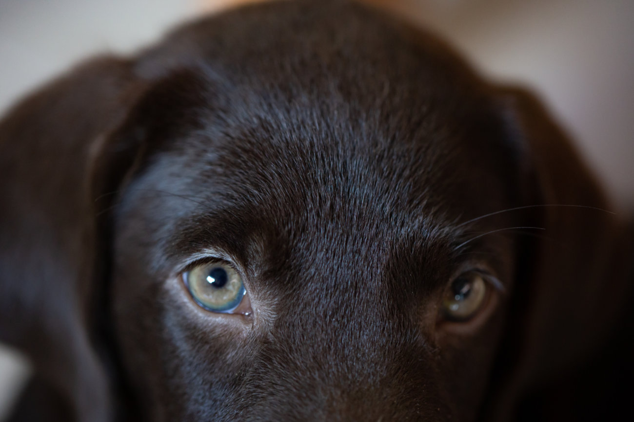 レトリーバー,アイコンタクト