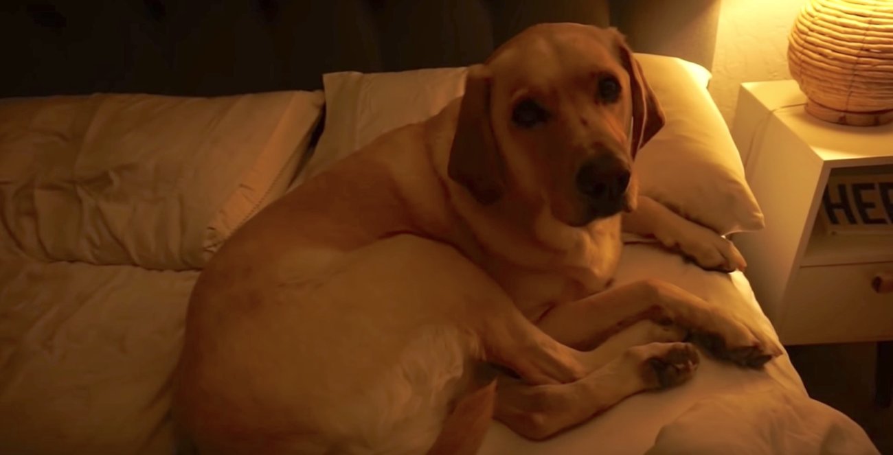 ラブラドールレトリーバー,朝