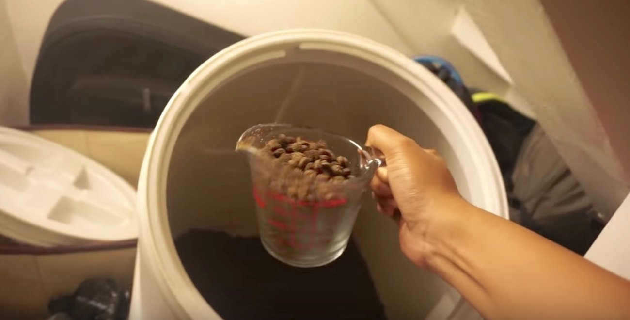 ラブラドールレトリーバー,朝