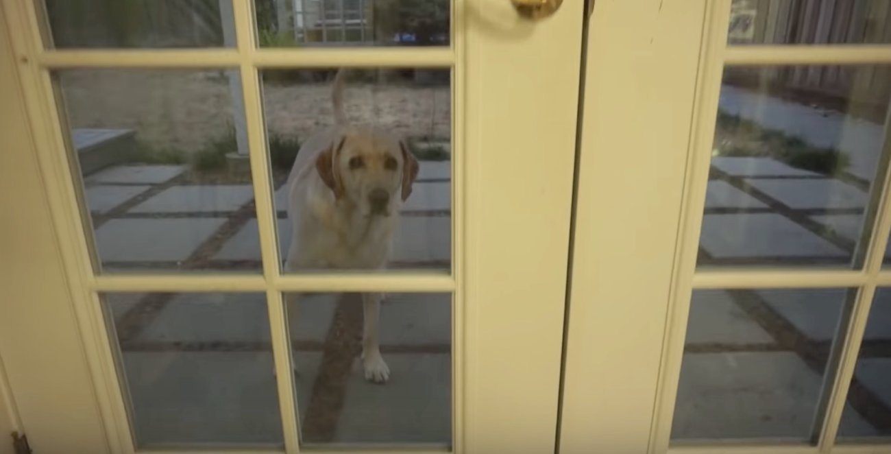 ラブラドールレトリーバー,朝