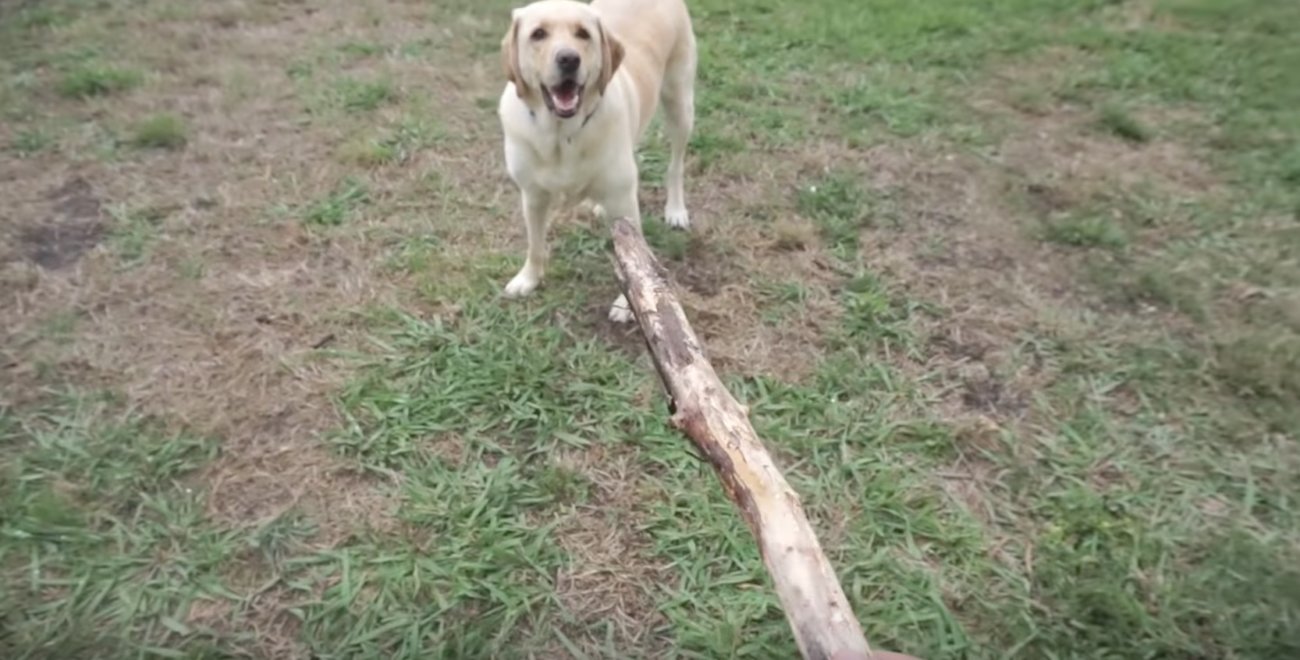 ラブラドールレトリーバー,朝