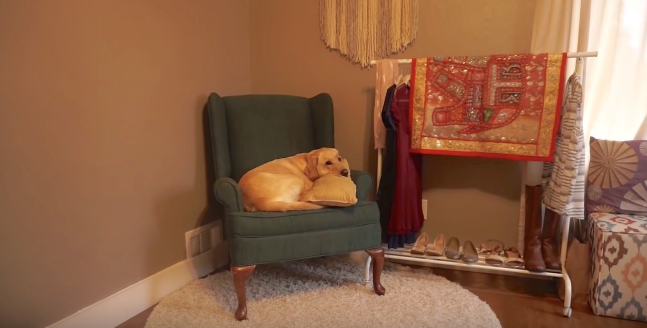 ラブラドールレトリーバー,朝