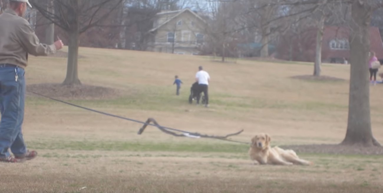 ゴールデンレトリーバー,拒否