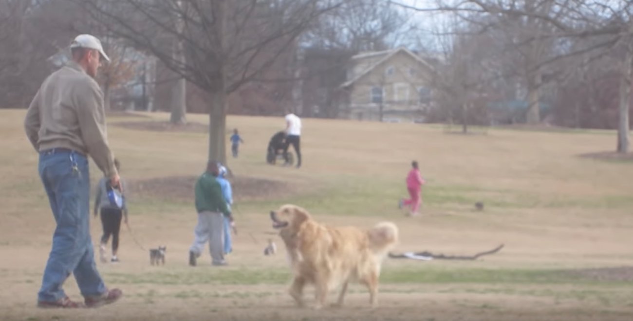 ゴールデンレトリーバー,拒否