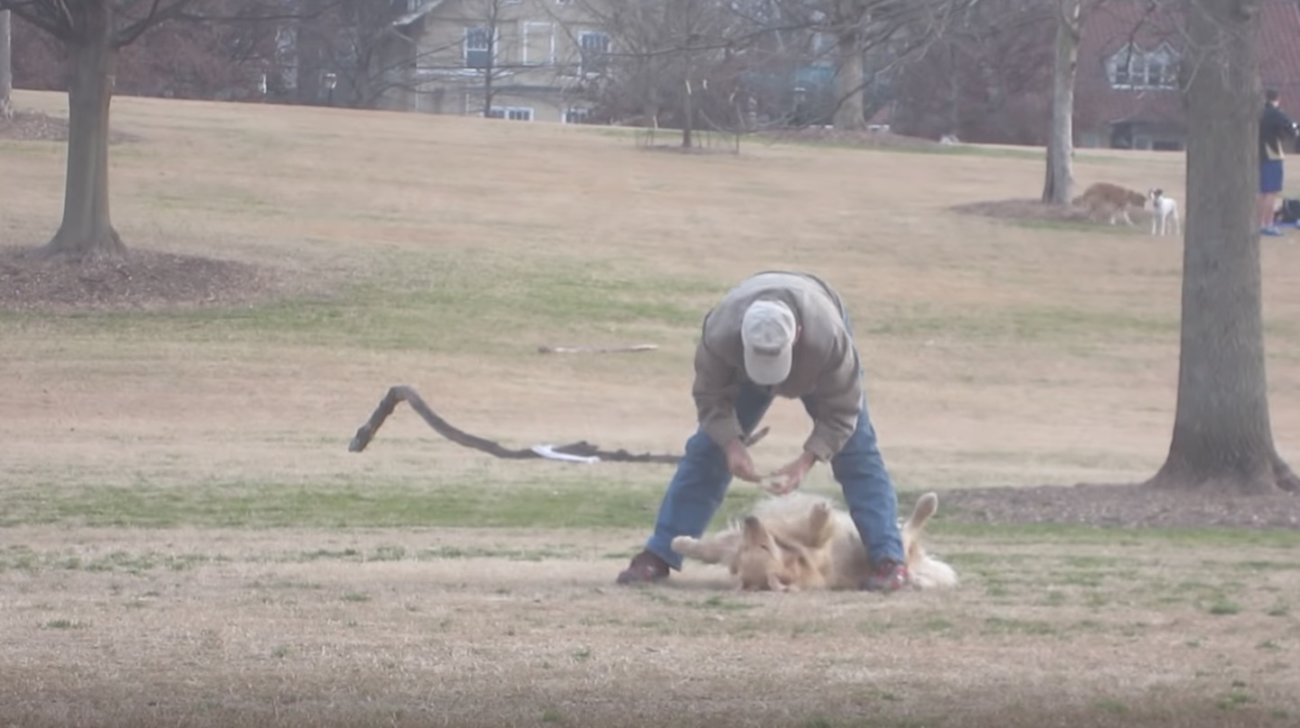 ゴールデンレトリーバー,拒否