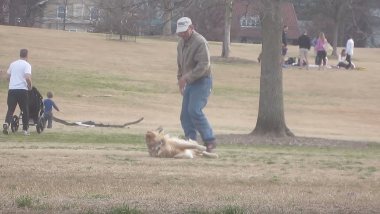 ゴールデンレトリーバー,拒否