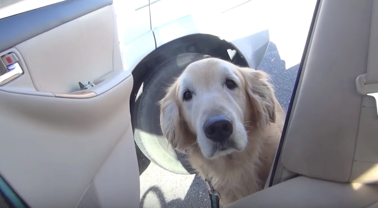 ゴールデンレトリーバー,動画