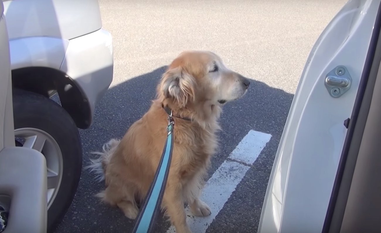 ゴールデンレトリーバー,動画