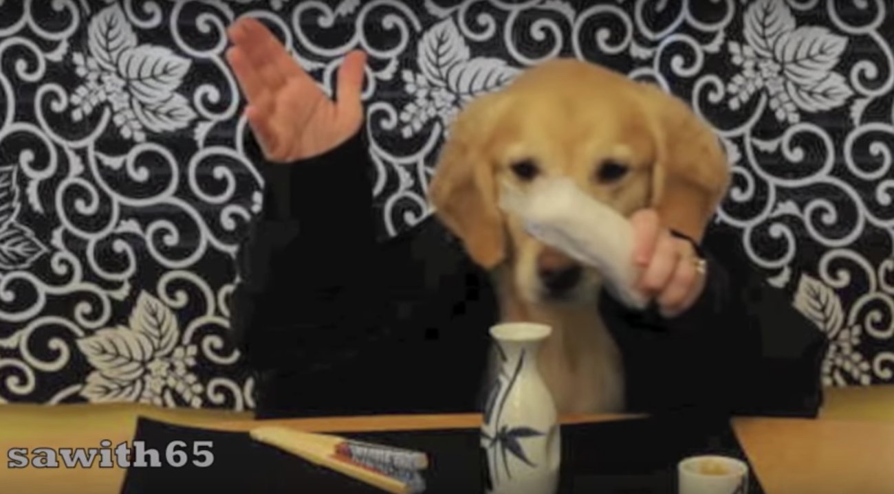 ゴールデンレトリーバー,動画