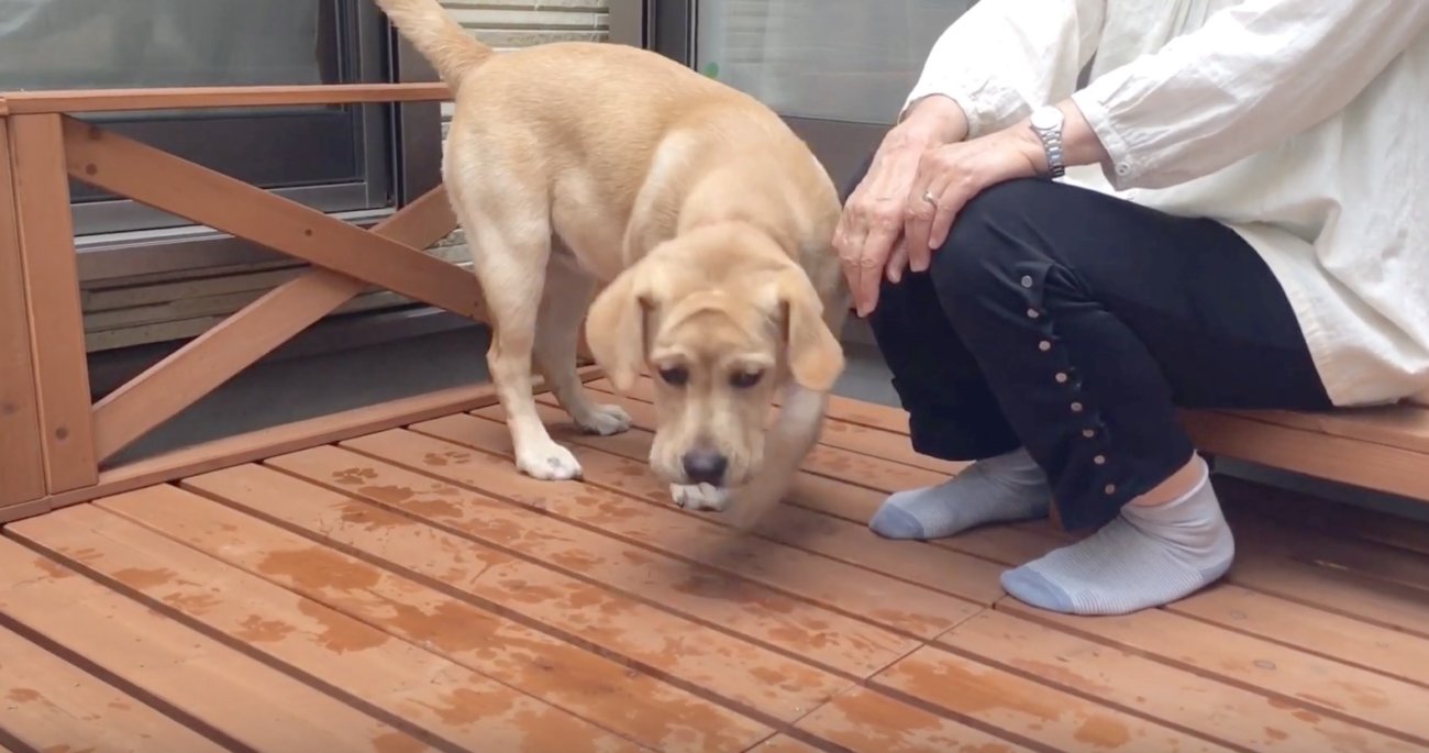 ラブラドールレトリーバー,プール動画