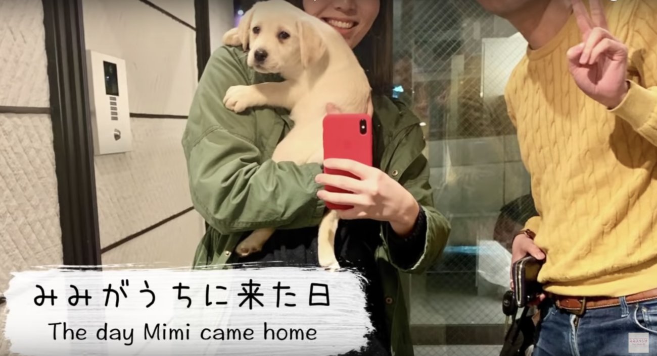 ラブラドールレトリーバー,動画