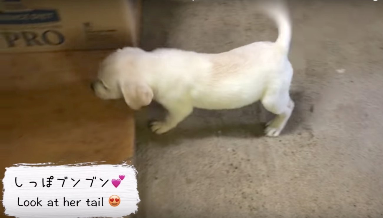 ラブラドールレトリーバー,動画