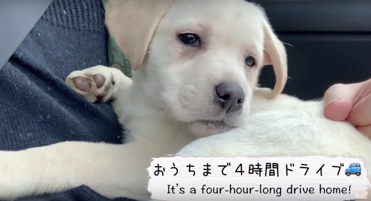 ラブラドールレトリーバー,動画