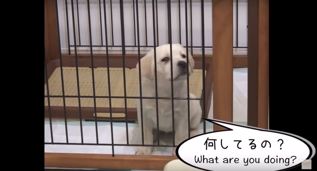 ラブラドールレトリーバー,動画