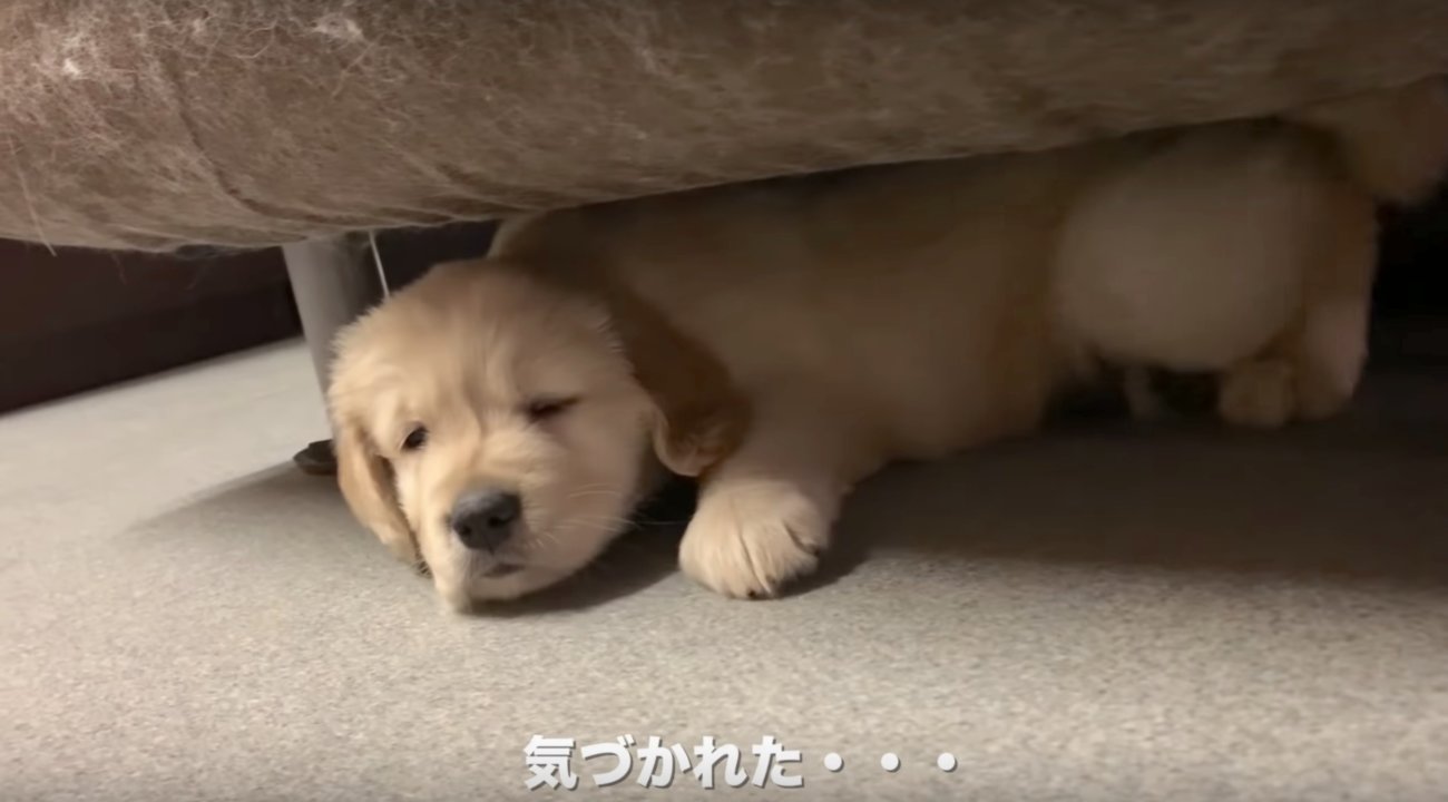 ゴールデンレトリーバー,子犬動画