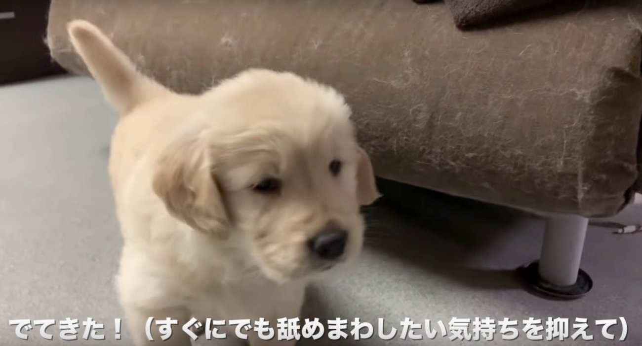ゴールデンレトリーバー,子犬動画