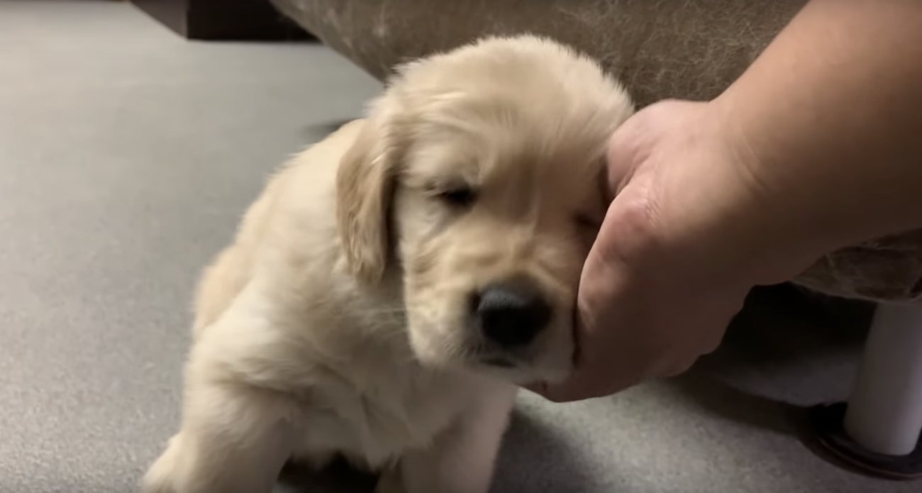 ゴールデンレトリーバー,子犬動画
