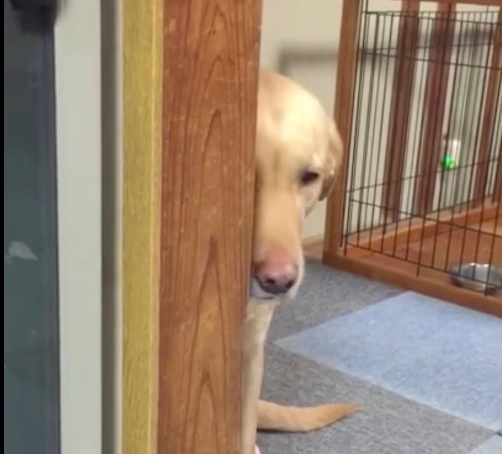 ラブラドール,動画