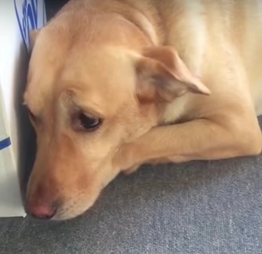 ラブラドール,動画