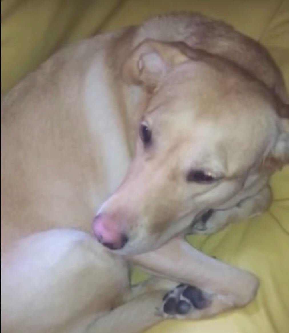 ラブラドール,動画