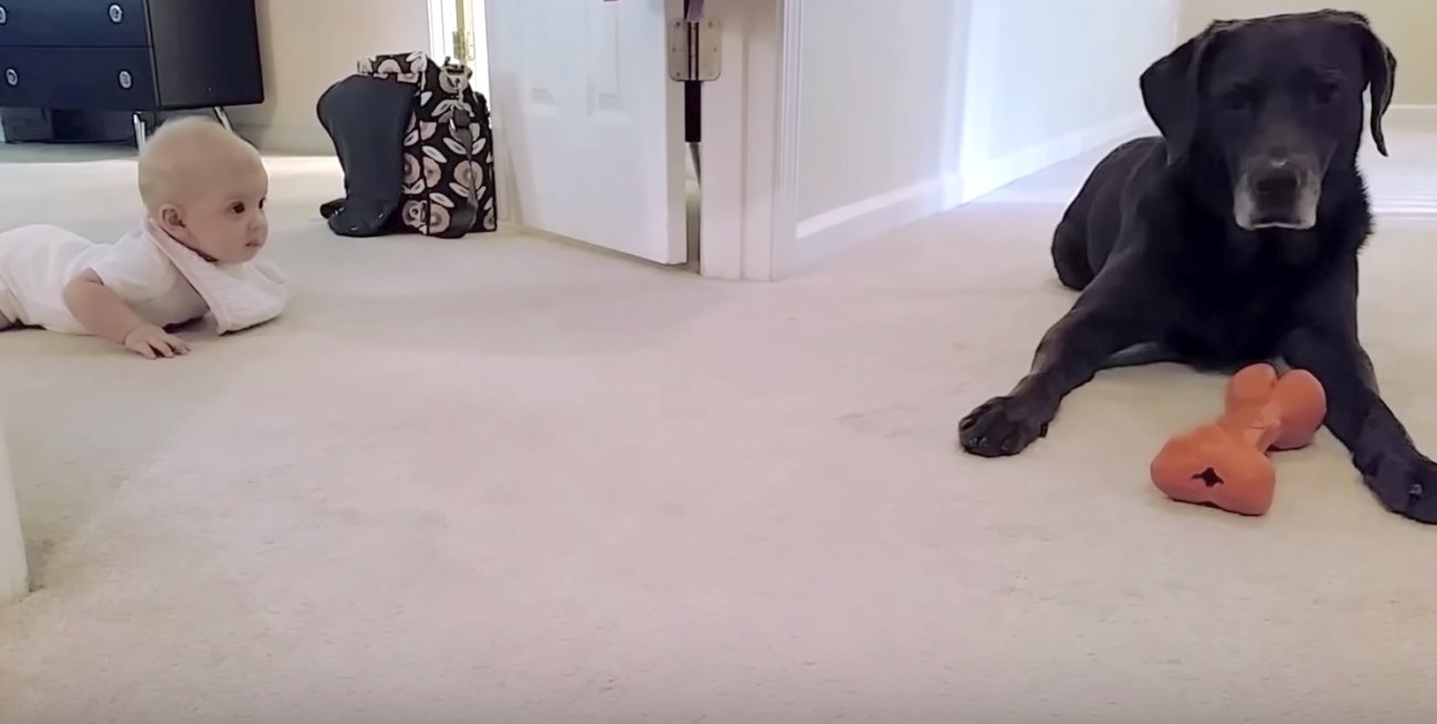 ラブラドールレトリーバー,赤ちゃん