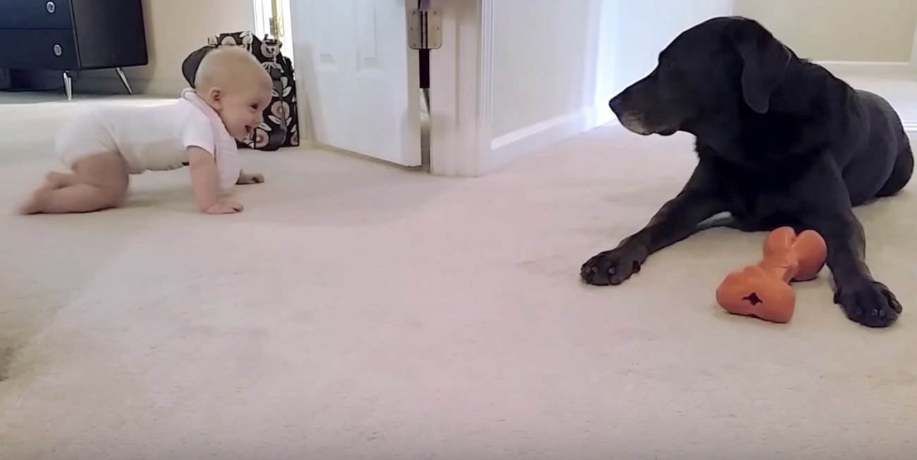 ラブラドールレトリーバー,赤ちゃん