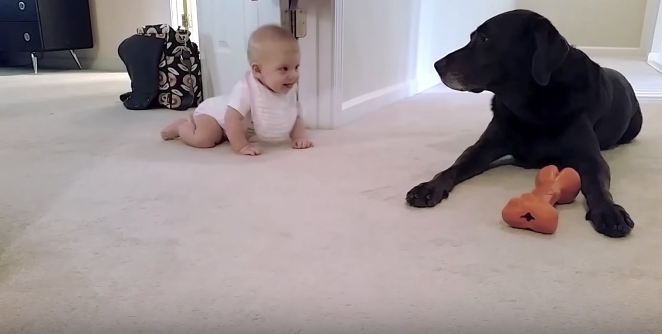 ラブラドールレトリーバー,赤ちゃん