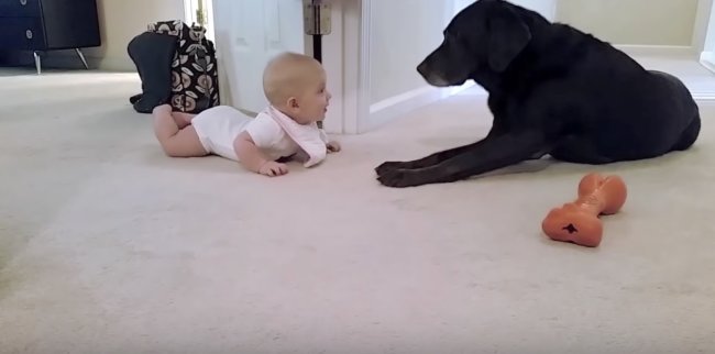 ラブラドールレトリーバー,赤ちゃん