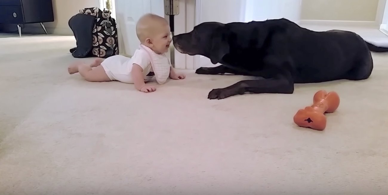 ラブラドールレトリーバー,赤ちゃん