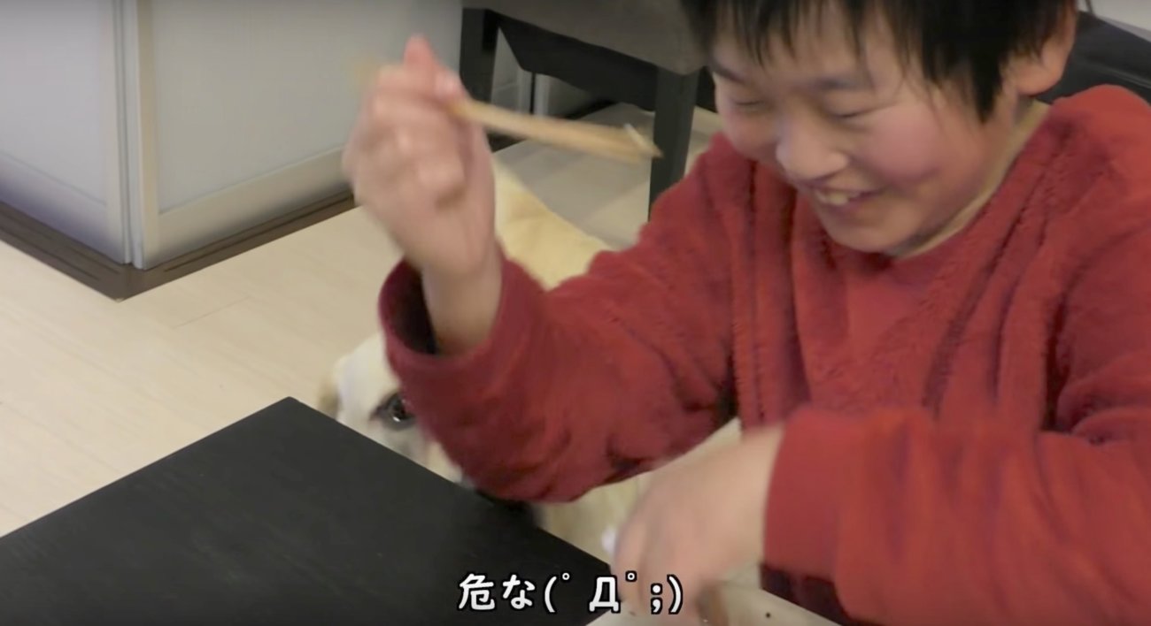 ラブラドールレトリーバー,動画