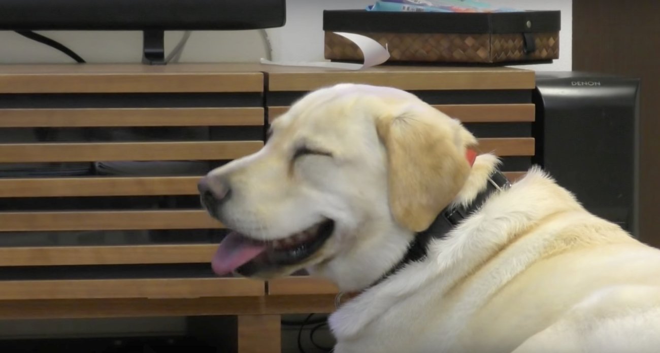 ラブラドールレトリーバー,動画