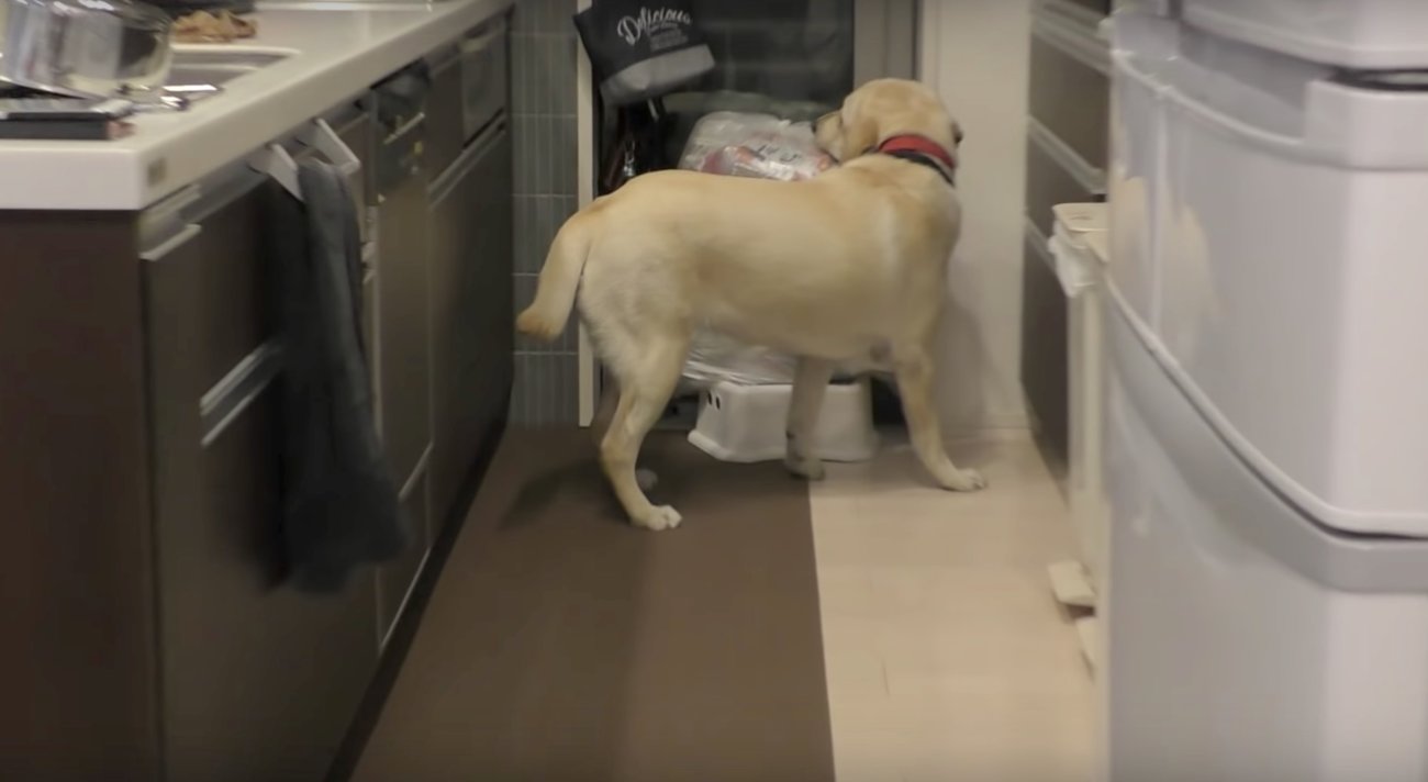 ラブラドールレトリーバー,動画