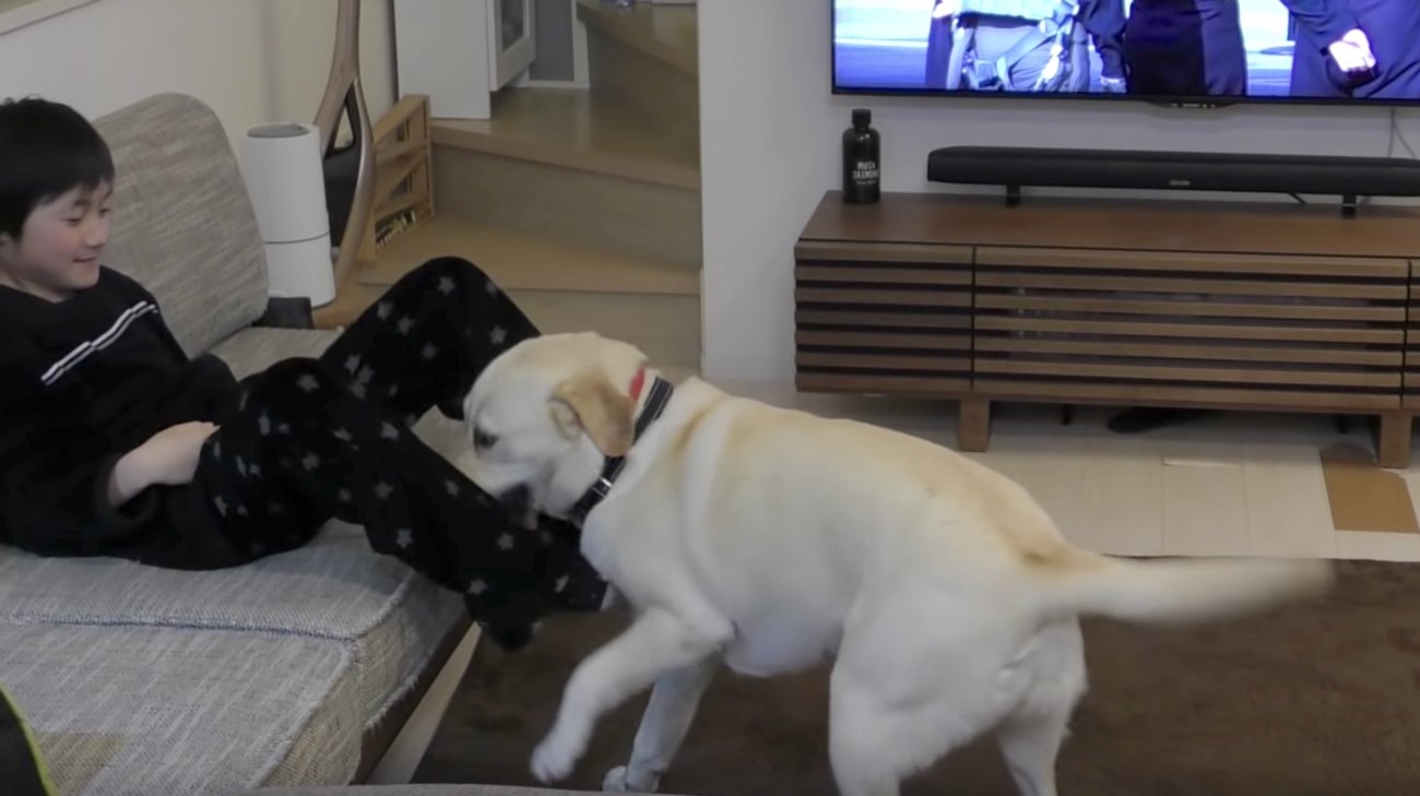 ラブラドールレトリーバー,動画